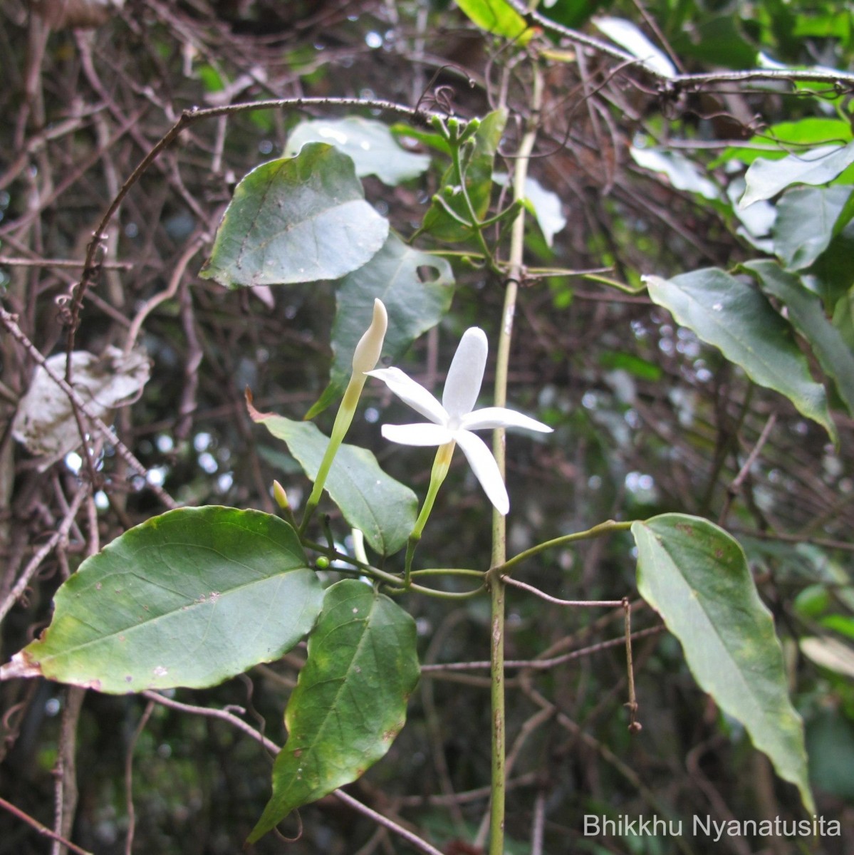 Jasminum flexile Vahl